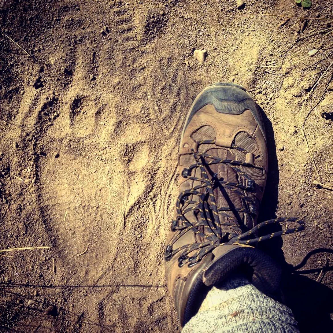 Bear Track in YNP 