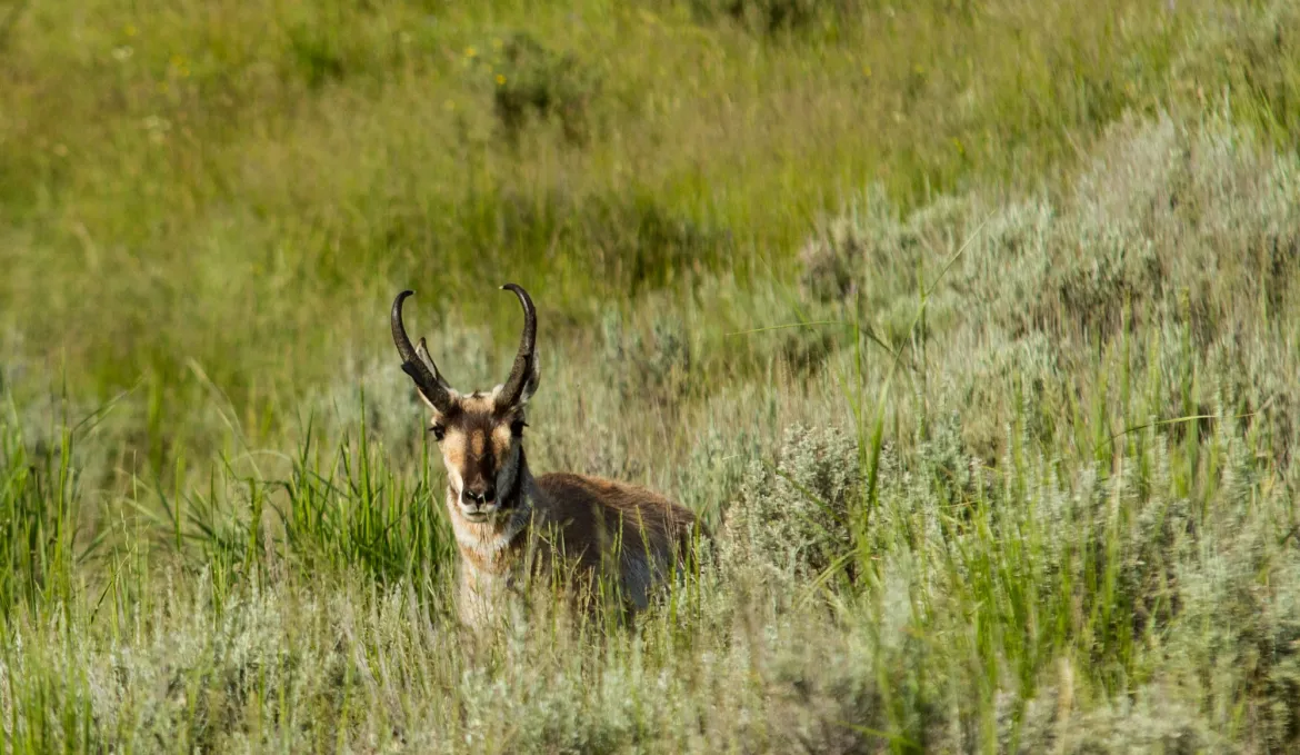 Antelope in the Sage Brush Antelope in Yellowstone