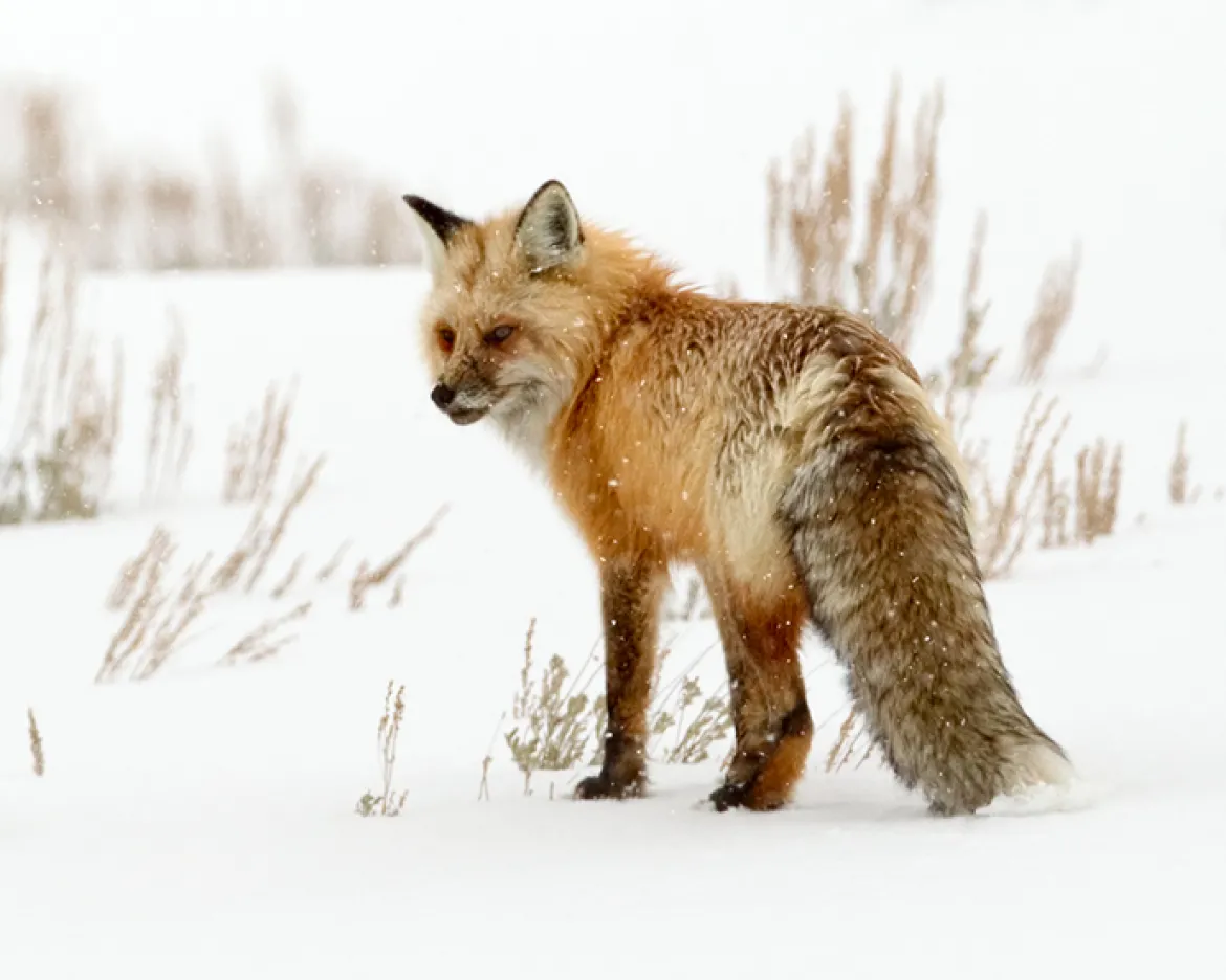 Red Fox in Yellowstone Red Fox in Yellowstone