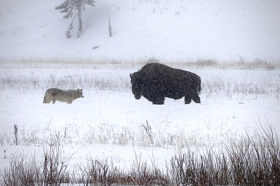 Yellowstone Wolf in Winter Wolf in Yellowstone