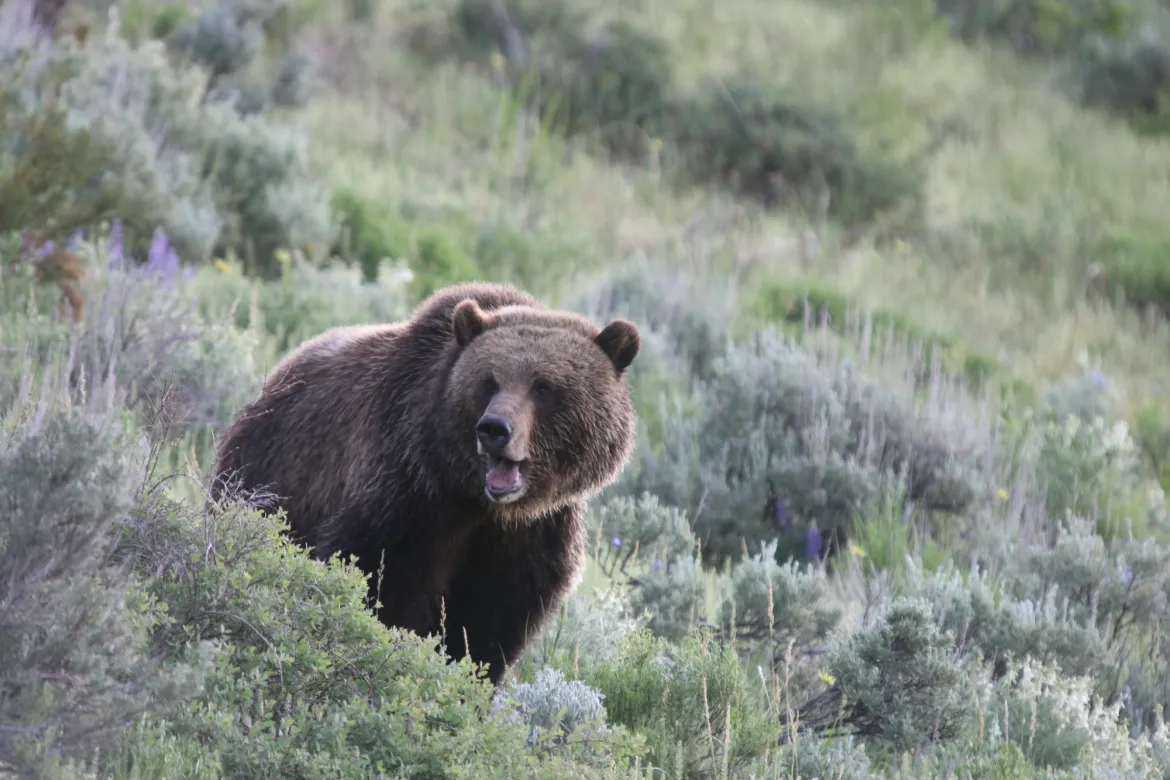 Grizzly bear in Lamar Valley Lamar Valley Bears