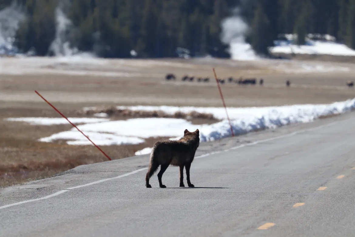 Close up wolf Black wolf in road