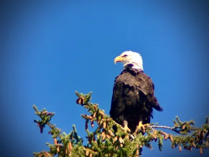 Bird Watching in Hayden Valley Bird Watching in Hayden Valley