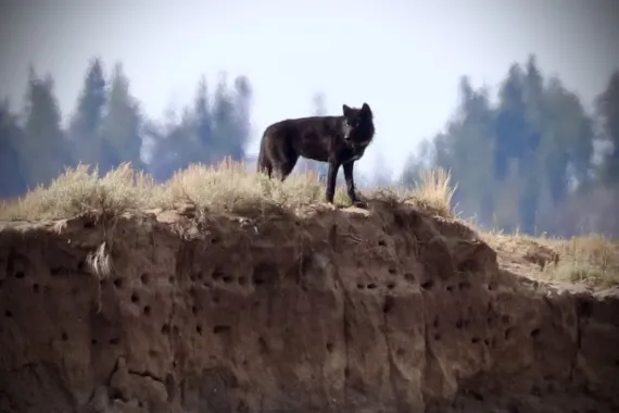 Black Wolves in Yellowstone National Park