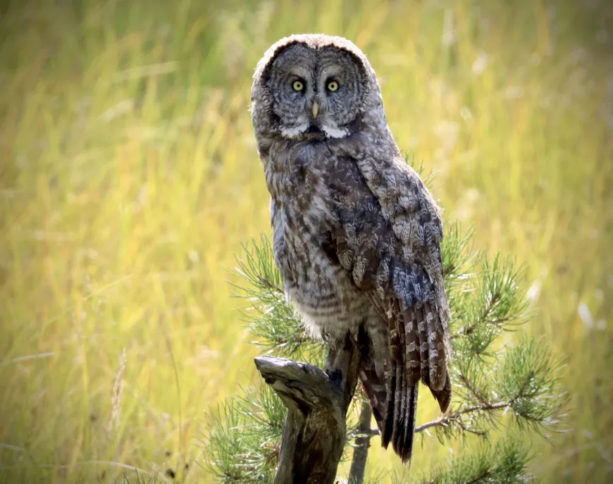 Great Grey Owl Great Gray Owl in Yellowstone