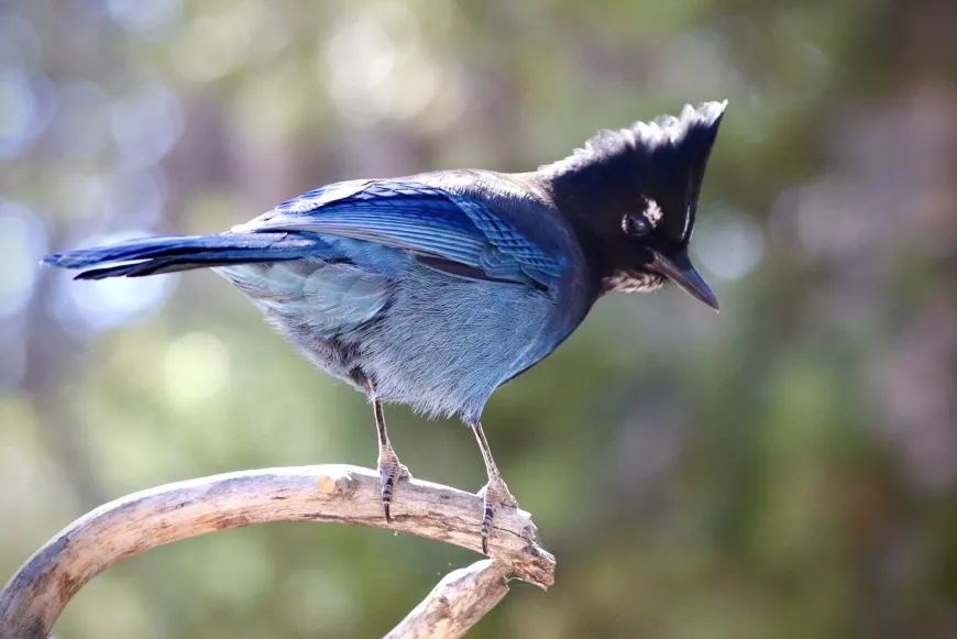 Stellar Jay in Yellowstone Stellar Jay in Yellowstone