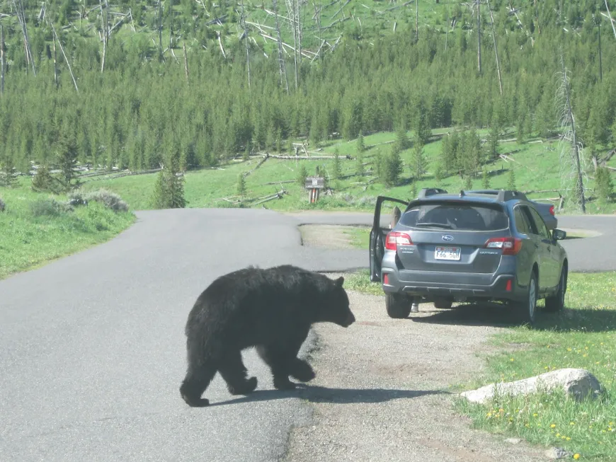 Black Bear in Yellowstone Black Bear in Road Yellowstone National Park