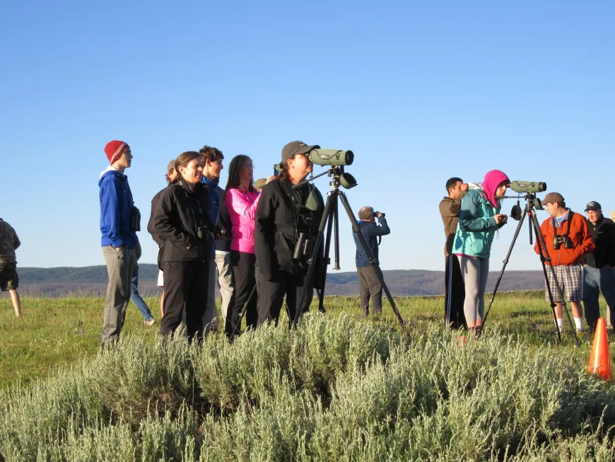 Looking for wildife in Yellowstone Looking for wildlife in Yellowstone