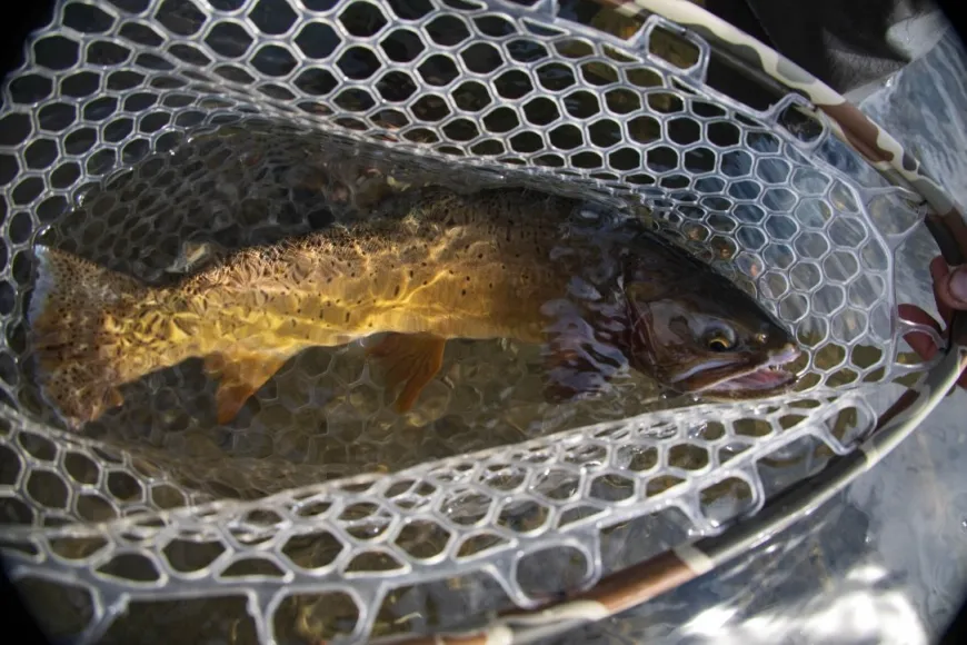 Fish in the Net Fishing on the Yellowstone River