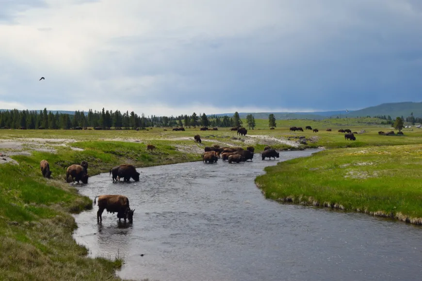 Bison grazing - Yellowstone Yellowstone, wildlife, bison, animals, #yellowstone, #findyourpark