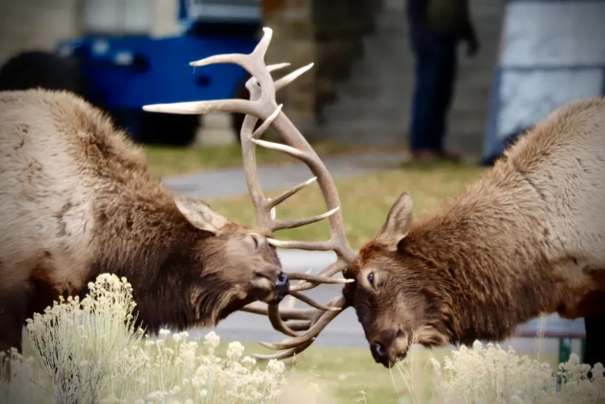 Bull Elk Fighting in Yellowstone Bull Elk Rut in Yellowstone