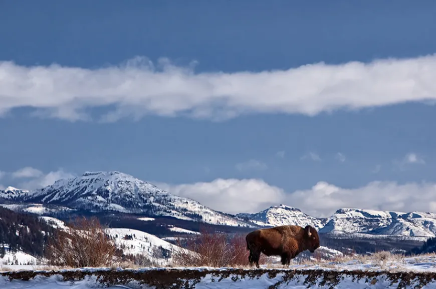 Winter Wildlife Watching in Yellowstone
