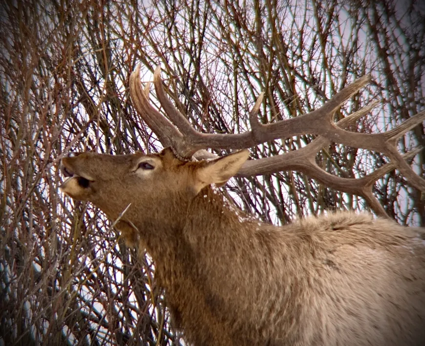 Elk in Mammoth Hot Springs Yellowstone
