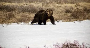 Private Yellowstone Wildlife Tour