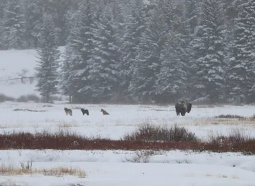 Wolves hunting on a Lamar Valley Winter Tour in Yellowstone 