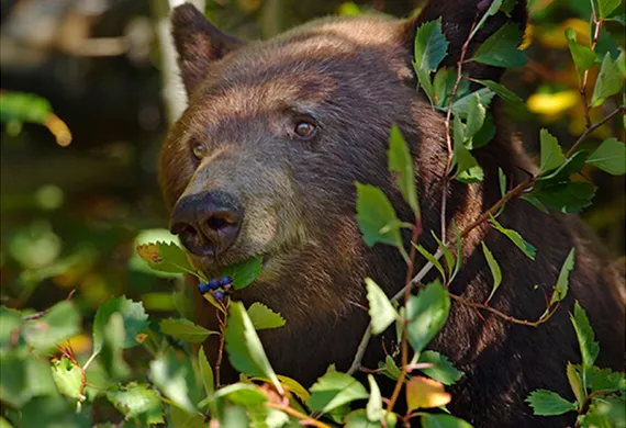 Black bear eating on a berries as seen on a Yellowstone Wildlife Tour with Yellowstone Guidelines